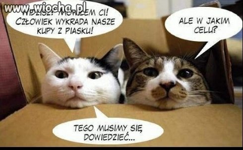 O tym gadają koty