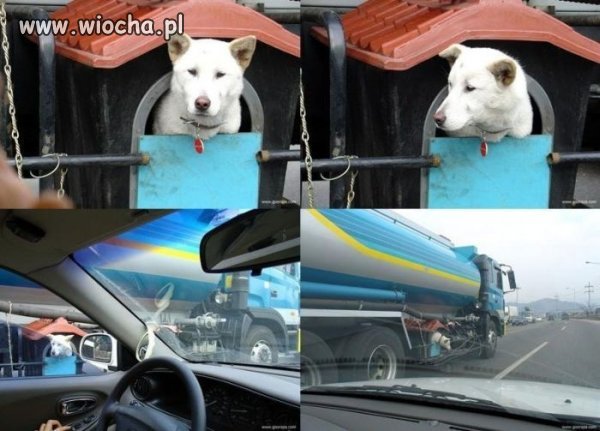 O psie, który jeździł cysterną.