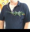 Original LACOSTE