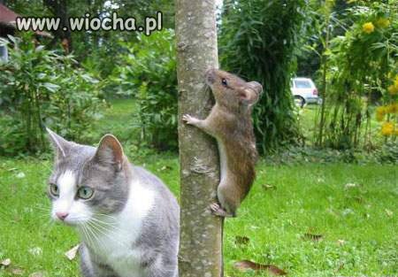 Polowanie
