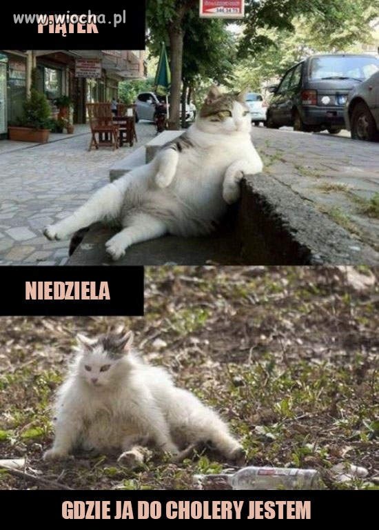 Piątek Niedziela u kota