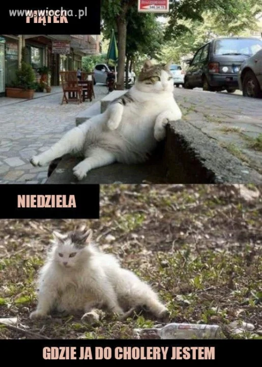 Piątek Niedziela u kota