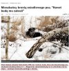 Straż miejska "zabrała bezdomnemu psu budę"...