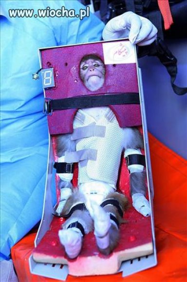 Wysyłają małpkę w kosmos 