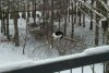 Latający kot - atak na słoninę