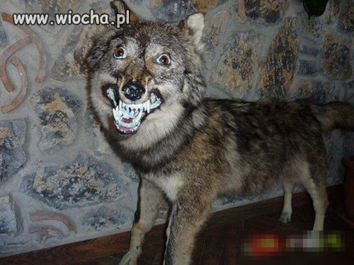 Fachowo wypreparowany...