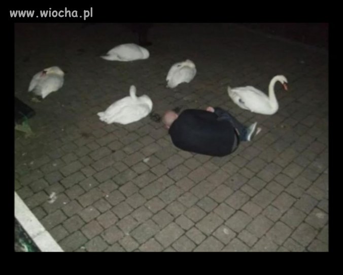 Łabędziem być
