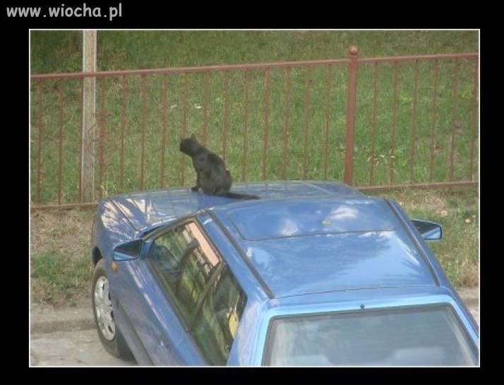 Jaguar...