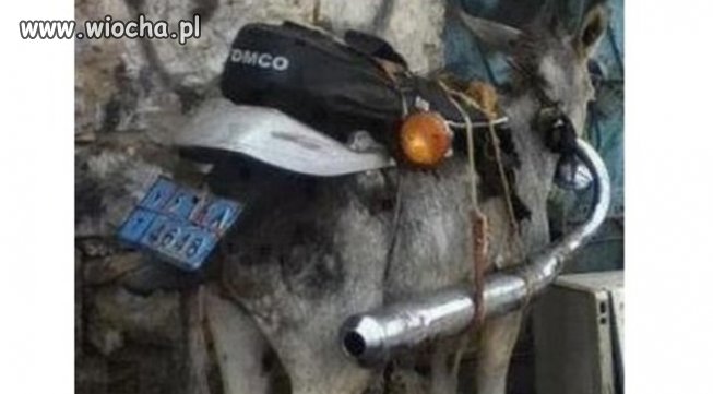 Harley Osiołson...