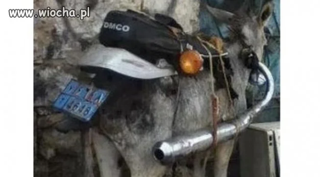 Harley Osiołson...