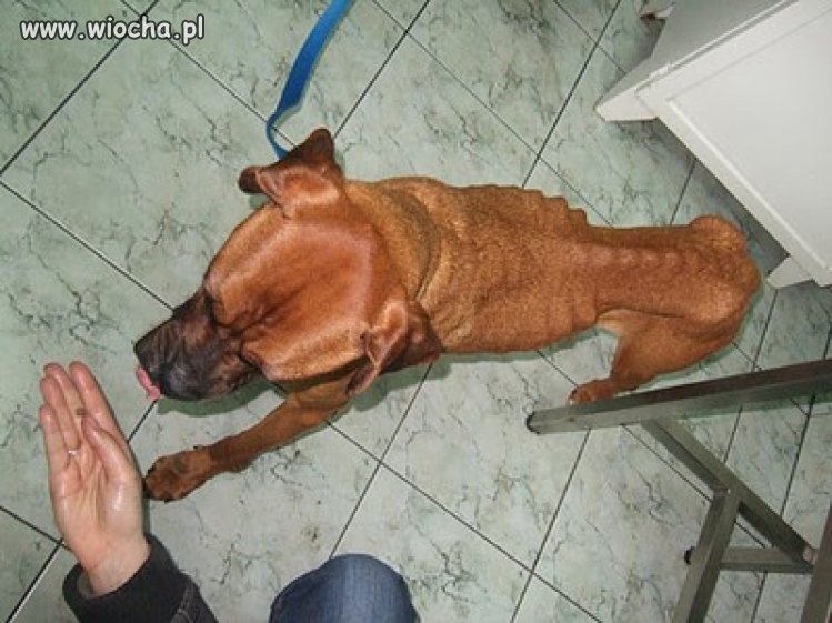 Jak można tak bestialsko zagłodzić