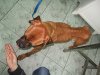 Jak można tak bestialsko zagłodzić
