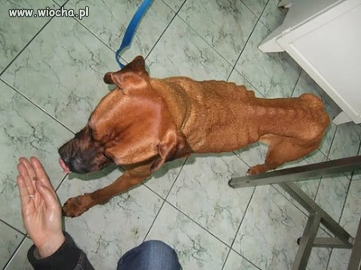 Jak można tak bestialsko zagłodzić