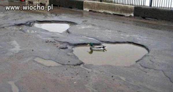 Polskie drogi oazą dla zwierząt