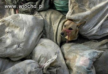 Makabryczna eksterminacja  bezdomnych zwierząt