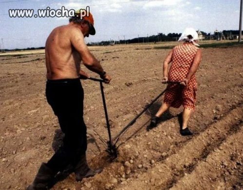 Panie Tusk nas już nawet na konia nie stać