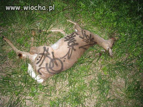 Doprawdy brak mi słów , żeby to skomentować.
