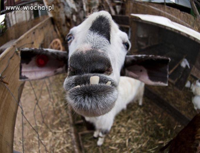 Tak właśnie widzę wszystkie sweet focie