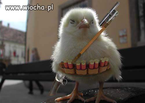 Bombowy kurczaczek.