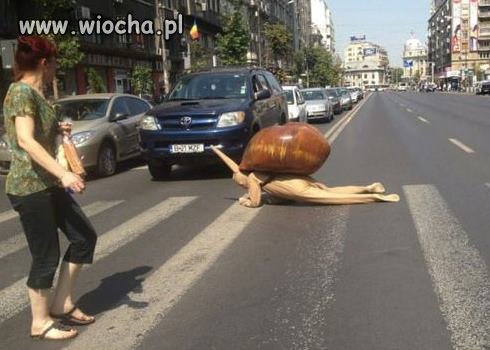 Uwaga na ślimaki!