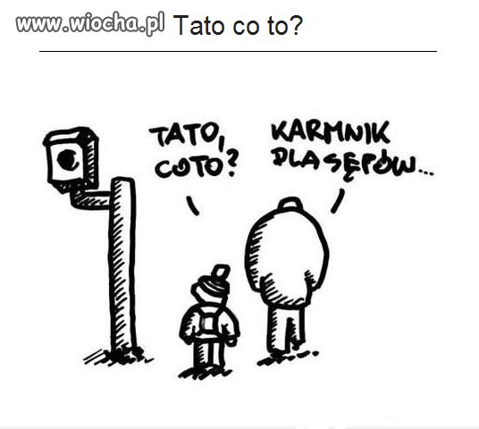 Ciekawe "domki" dla ptaków