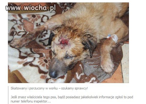 Co za ludzie to robią?
