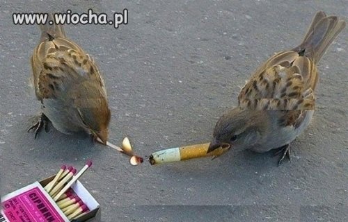 Jaram Się 