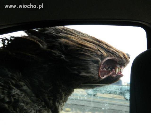 Niema jak Poczuć wiatr we włosach