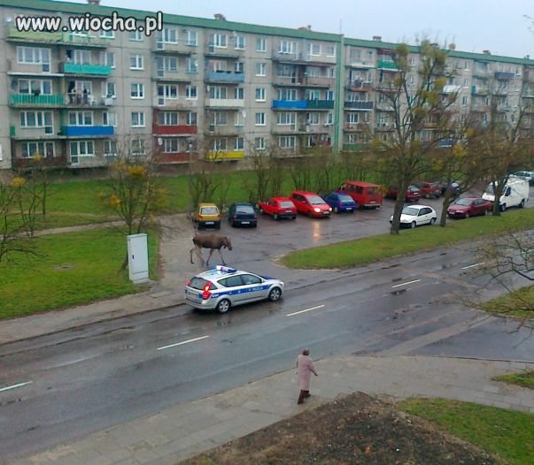 Zaraz będzie mandacik za przejście nie po pasach