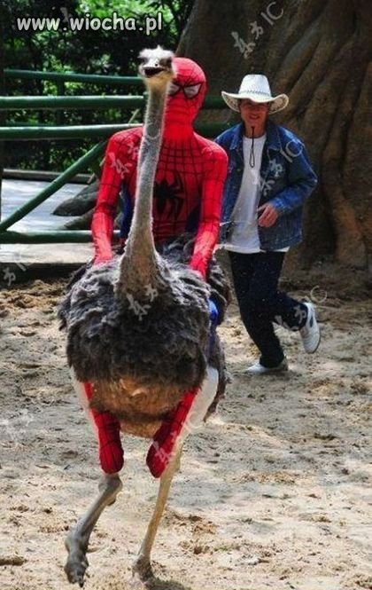 Spiderman 