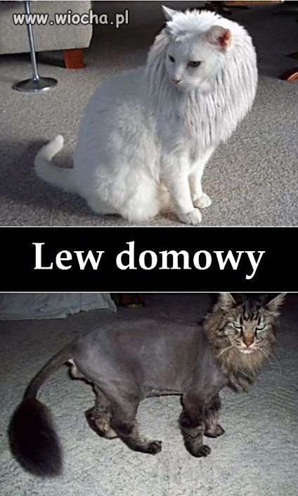 Zrób sobie lwa 