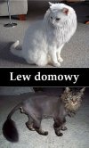 Zrób sobie lwa 