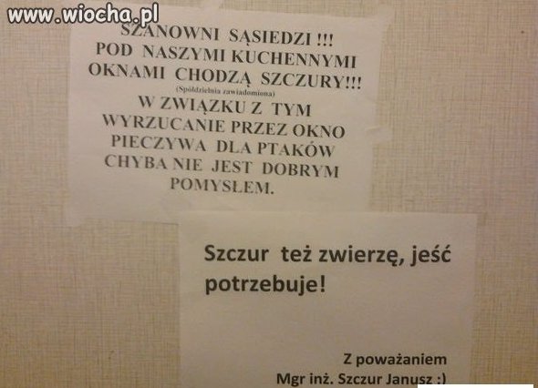 Szczury