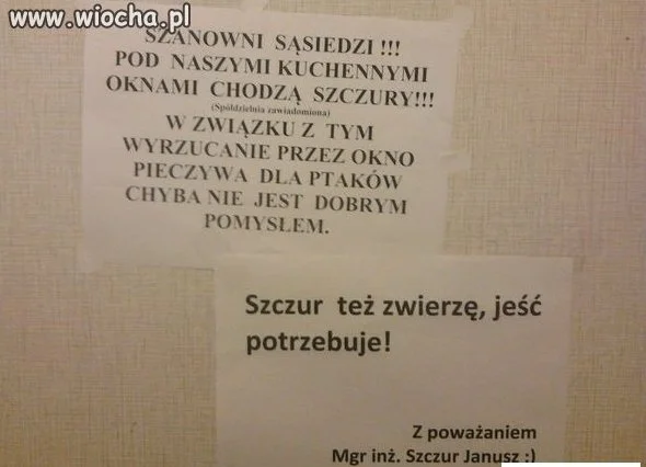 Szczury