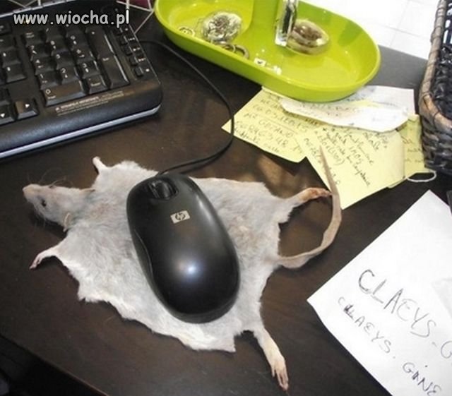 Mysz