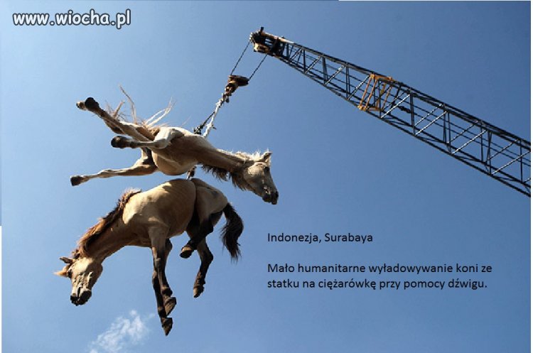Na miejscu tych koni powinien znaleźć się...
