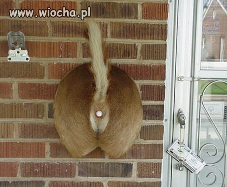 Dzwonek do drzwi