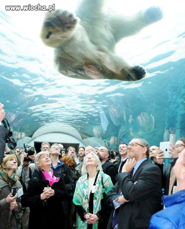 Siedzący miś polarny
