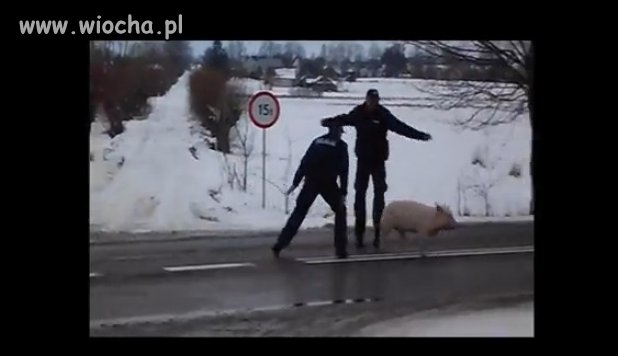 Totalna wiocha 2 godzinny pościg za świnią