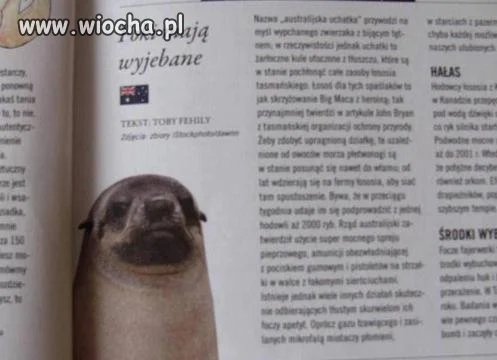 Bo uchatki