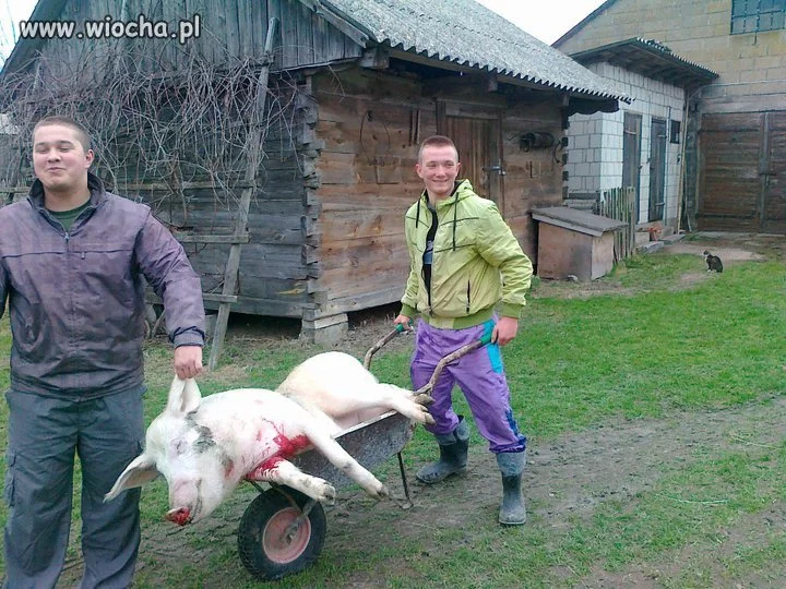 Ostatnia droga świni 