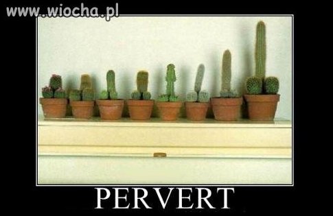 Ostry Perwers.