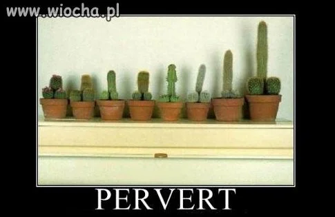 Ostry Perwers.