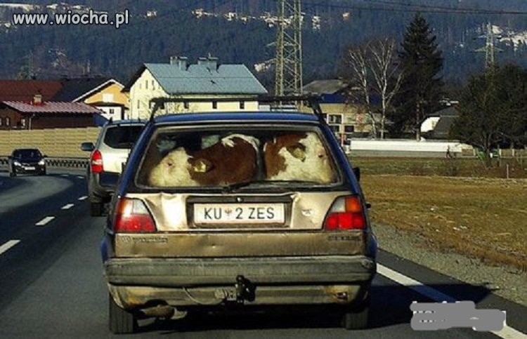 Golfiarze