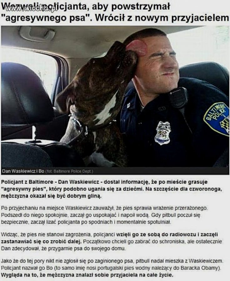 Jak widać głupota