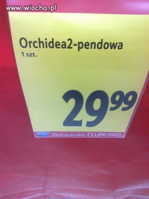 Orchidea księżniczka wśród kwiatów