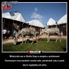 Męczenie zwierząt dla właśnej korzyści