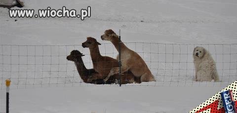 Biedny piesek :C