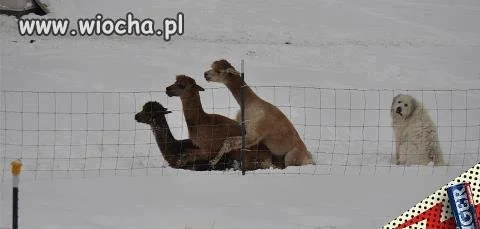 Biedny piesek :C