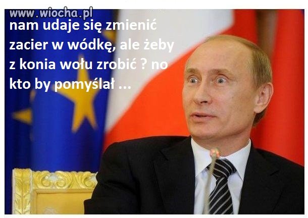 Końskie DNA w mięsie wołowym